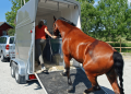 Guidelines For Safely Loading Your Horse on Trailer Rides