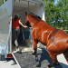 Guidelines For Safely Loading Your Horse on Trailer Rides Guidelines For Safely Loading Your Horse on Trailer Rides