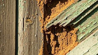 Kinds of Termite Remedy for Development Development
