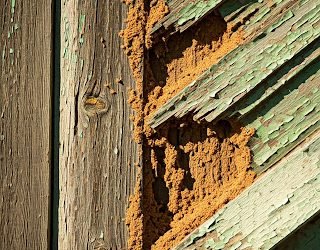 Kinds of Termite Remedy for Development Development