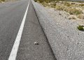 Nevada DOT Secures .8M Grant to Offer protection to Tortoise : CEG