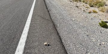 Nevada DOT Secures .8M Grant to Offer protection to Tortoise : CEG