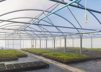 Wates and Aecom again tree nursery jail mission
