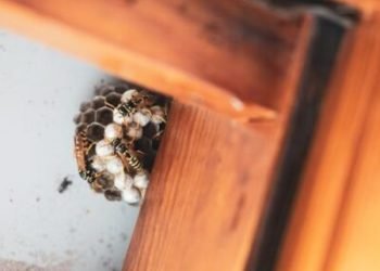 The best way to Determine and Cope with Commonplace House Pest Issues