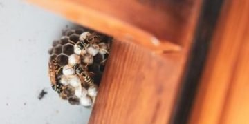The best way to Determine and Cope with Commonplace House Pest Issues