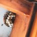 The best way to Determine and Cope with Commonplace House Pest Issues The best way to Determine and Cope with Commonplace House Pest Issues