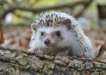 Executive guarantees more effective eco forms Executive guarantees more effective eco forms