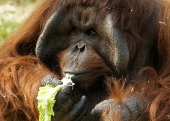 Henry Brothers in for Twycross Zoo venture
