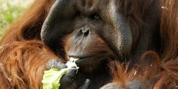 Henry Brothers in for Twycross Zoo venture