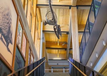 Gateway to the previous: Cutting-edge facility showcases prehistoric wonders