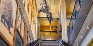 Gateway to the previous: Cutting-edge facility showcases prehistoric wonders