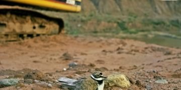 Fears for quarries from landfill tax hike
