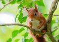 Purple squirrels threatened through Welsh power farm