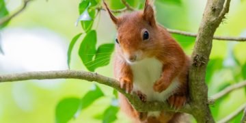 Purple squirrels threatened through Welsh power farm