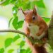 Purple squirrels threatened through Welsh power farm