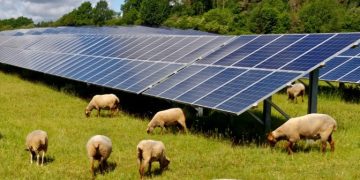 Kent sun farm authorized