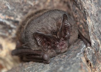 Developer fined £40,000 after destroying bat roosts