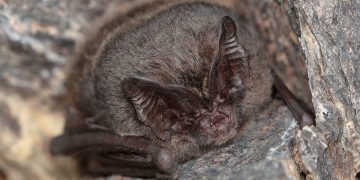 Developer fined £40,000 after destroying bat roosts