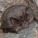 Developer fined £40,000 after destroying bat roosts