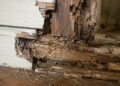 The Hidden Price of Termites: Why Early Pest Keep an eye on Saves 1000’s