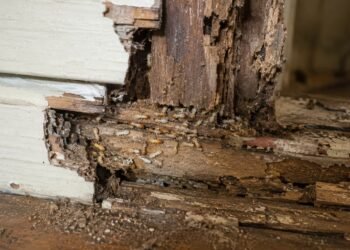 The Hidden Price of Termites: Why Early Pest Keep an eye on Saves 1000’s