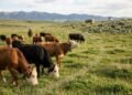 How Digital Fencing Is Converting Fashionable Farm animals Control
