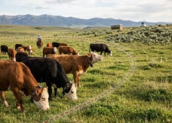 How Digital Fencing Is Converting Fashionable Farm animals Control