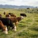How Digital Fencing Is Converting Fashionable Farm animals Control
