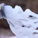 Ice Pigging: A Easy Information to Pipeline Cleansing Ice Pigging: A Easy Information to Pipeline Cleansing